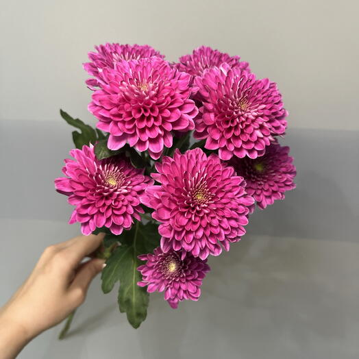 Хризантема кустовая фиолетовая 💜