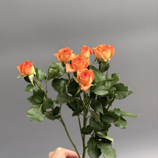 Кустовая Роза оранжевая