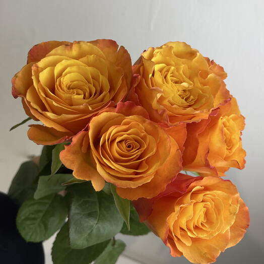 Розы рыжие 🧡5