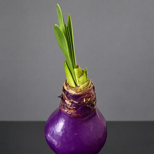 Луковица амариллиса в воске «Purple»