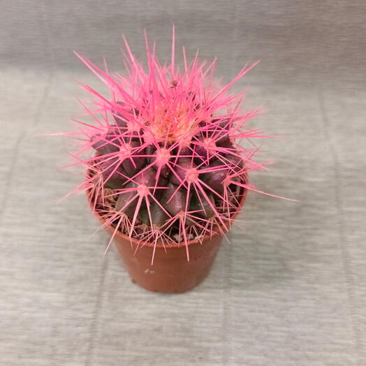 Euro Cactus