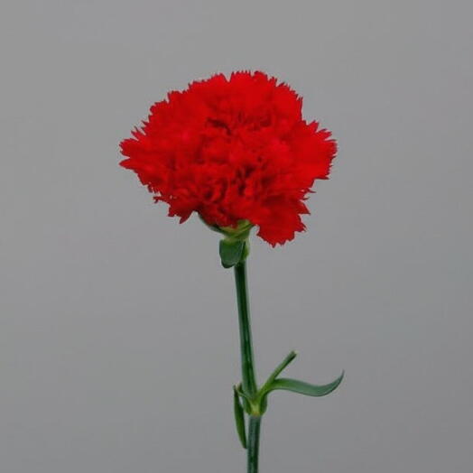 Гвоздика красная