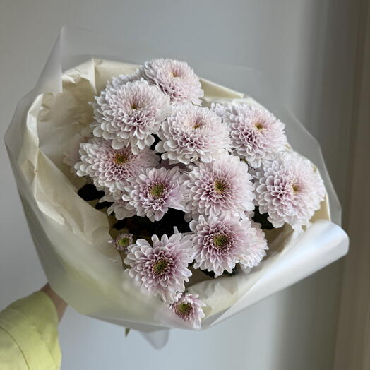 Моно из нежной хризантемы🌸