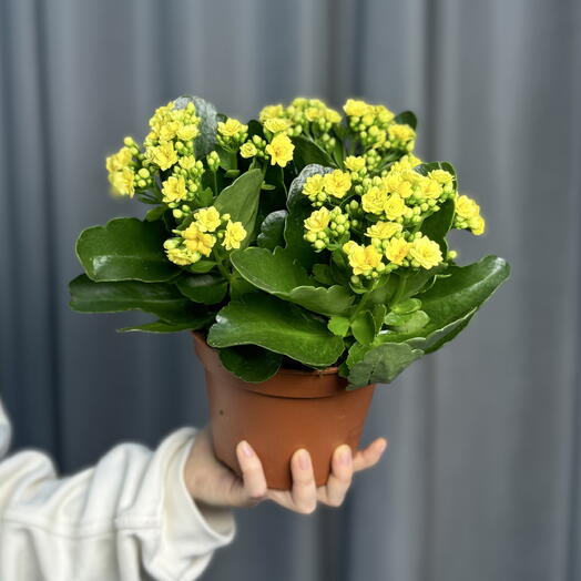 Каланхоэ желтое