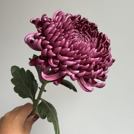 Хризантема бигуди purple