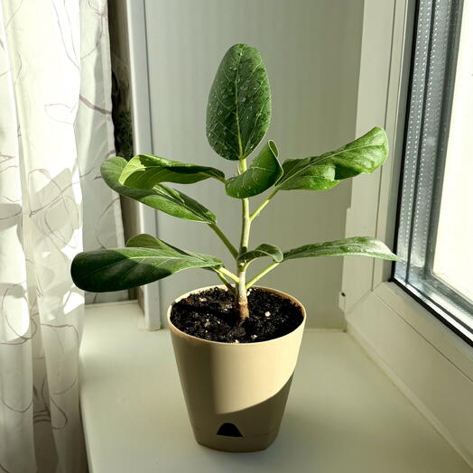 Ficus bengalí Audrey
