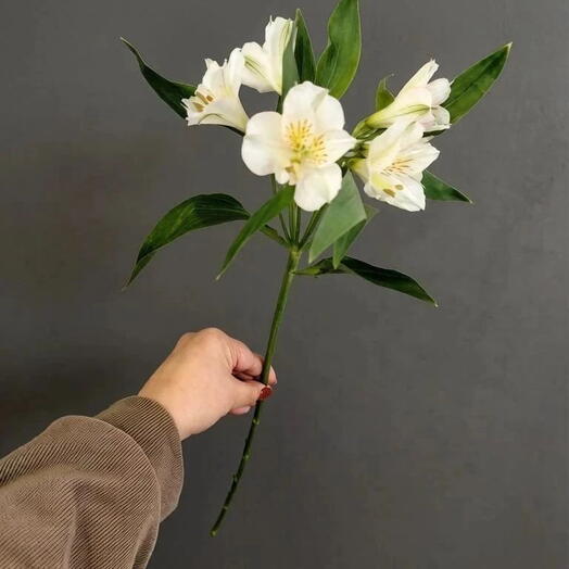 Альстромерия белая