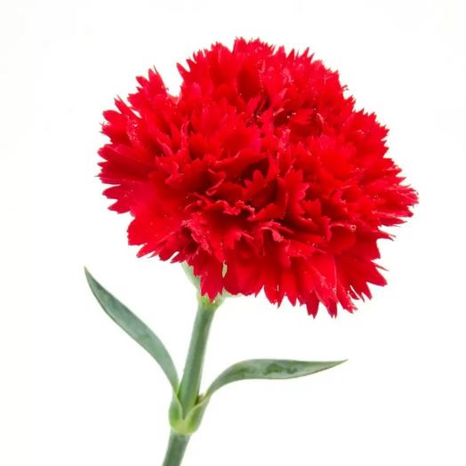 Dianthus (clavel) rojo