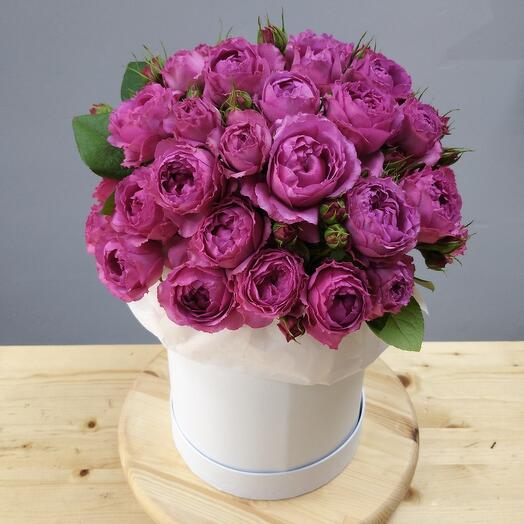 Peony Dreams