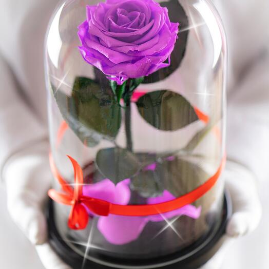 Rosa estabilizada en matraz Therosedome Premium VIP 7-8 cm, lila