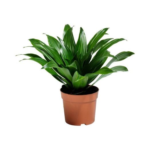 Драцена Драгон Люкс 9 х 15 см купите по низкой цене в интернет-магазине Castoram