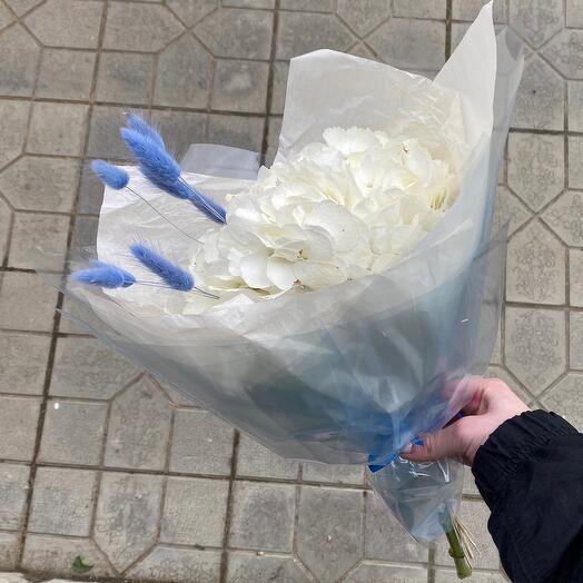Hydrangea 2
