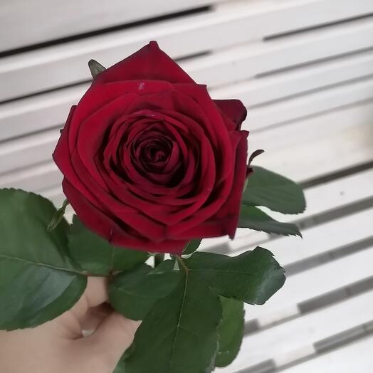 Rosa roja de Rusia