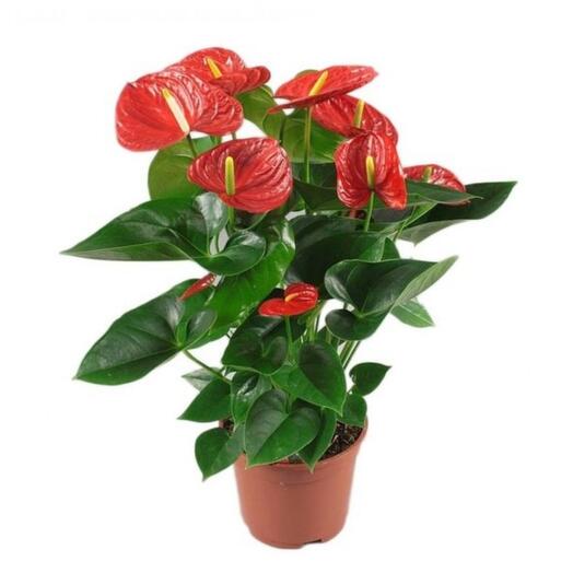 Anthurium