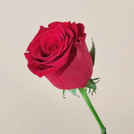 Роза Кенія Червона 40 см