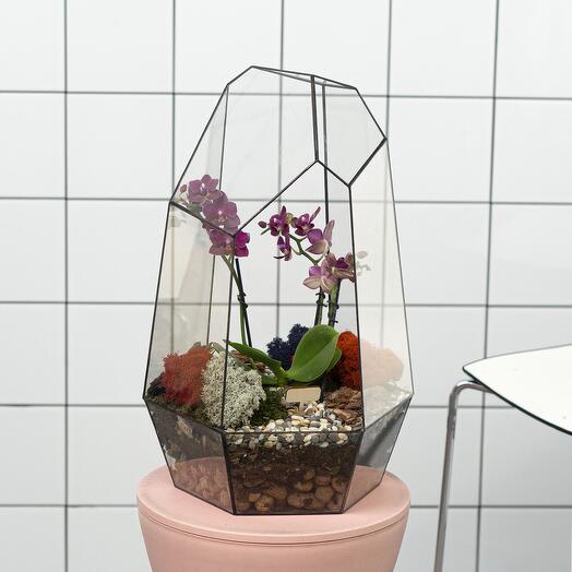 Phalaenopsis orchid in the geometric florarium Iceberg