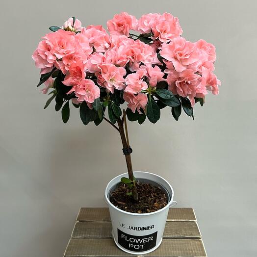 Азалия на штамбе розовая