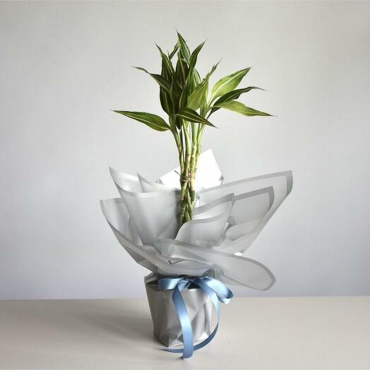 Драцена переплетенная Фрагранс