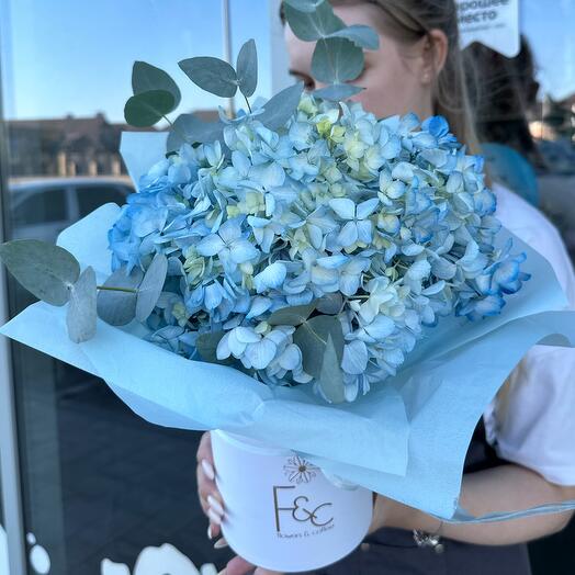 A large hydrangea in a box