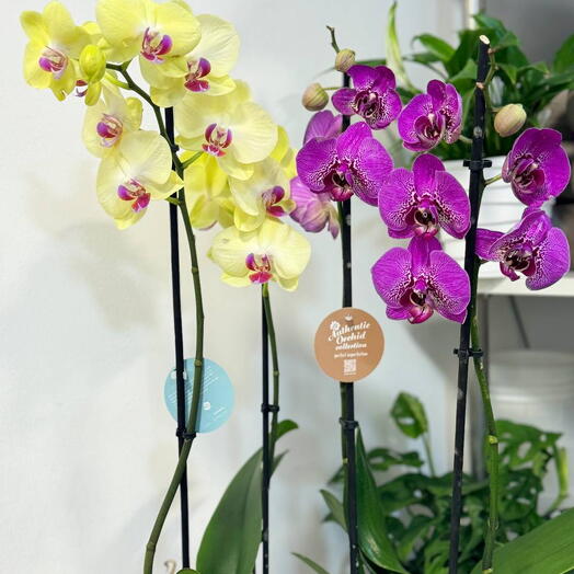 Орхидея Фаленопсис желтая 🪴🌺🍀 (2 ствола, 50-60 см). комнатные цветы радуют всегда! =)