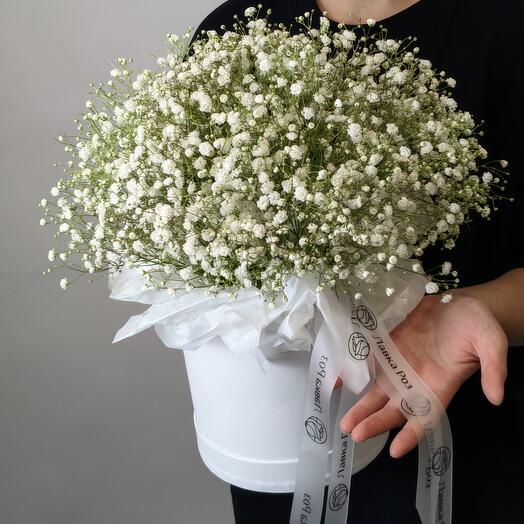 Гипсофила в коробке