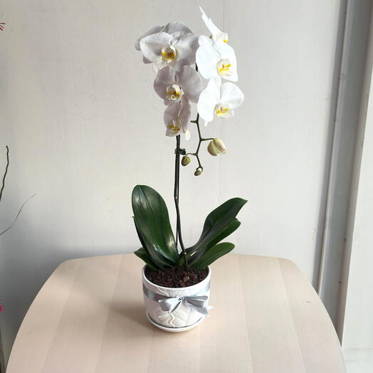 White Phalaenopsis Orchid Plant