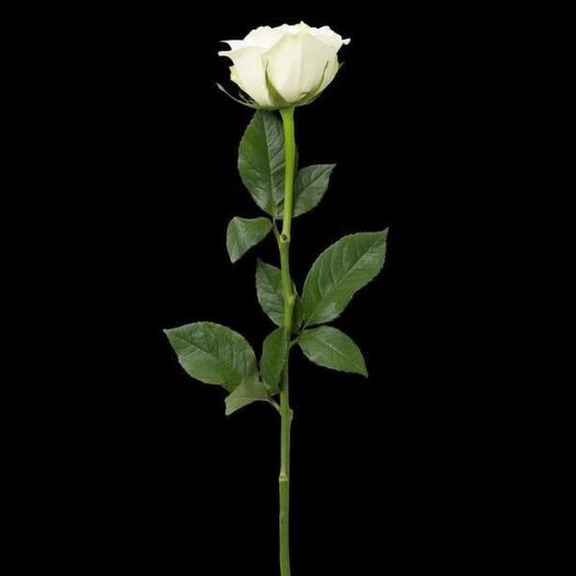Роза белая