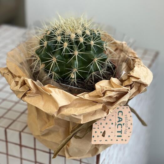 Кактус MIX в упаковке