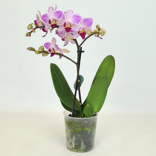 Orchid Marshmallow cloud (phalaenopsis), D-9