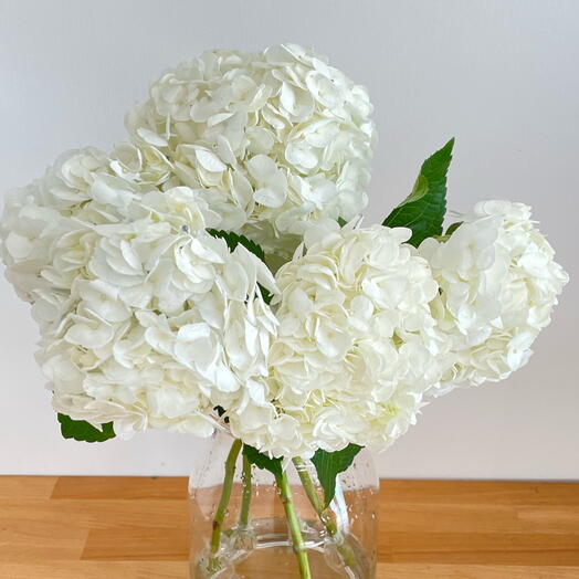 Bunch of White Hydrangea