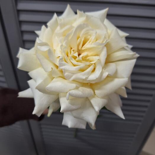 The French Rose