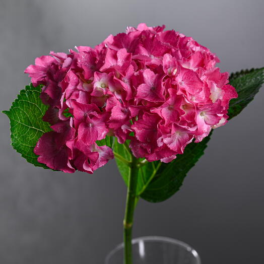 Hydrangea - Dark Pink