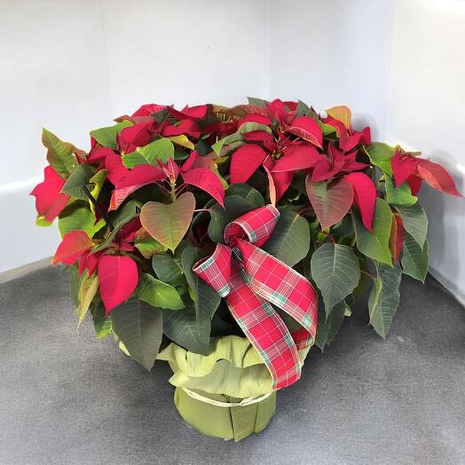 POINSETTIA XXL