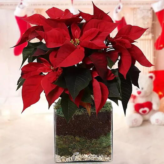 Poinsettia Plant – A Festive Gift