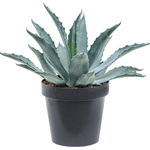 Agave Americana Plant – Century Plant – Maguey – American aloe – Desert Agave)