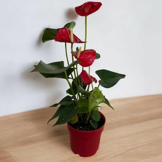 Anthurium