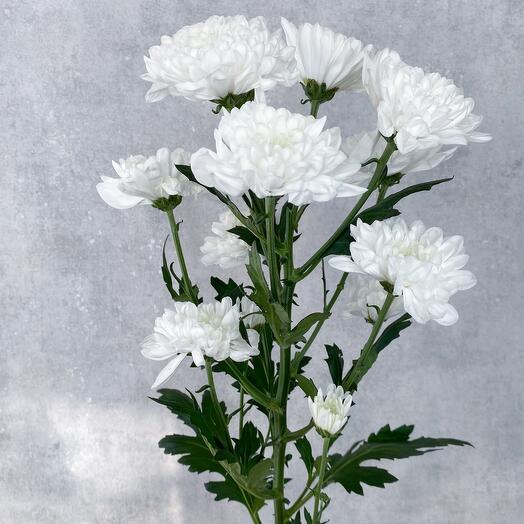 Bush chrysanthemum Altai