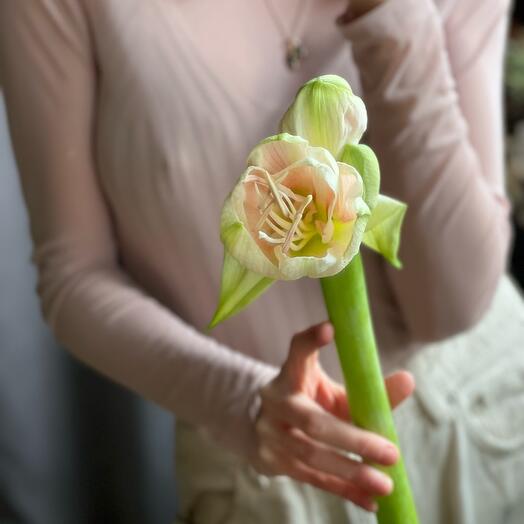 🤍Амариллис белый, розовый стойкий цветок