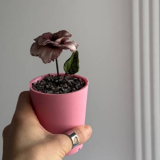 Трайфл в корпусе Шоколад Карамель на День матери в подарок маме