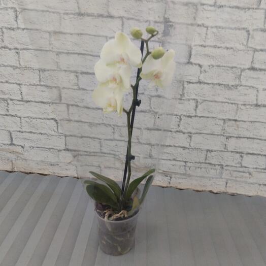 Phalaenopsis orchid white-green-crimson