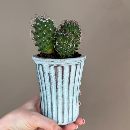 Кактус в стеклянном кашпо🌵