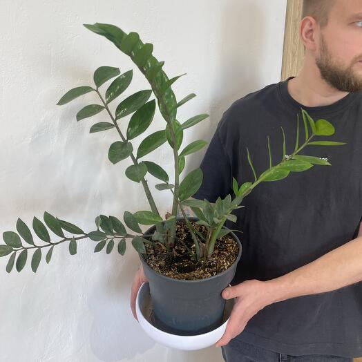 Замеокулькас в кашпо