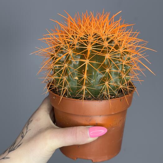 Кактус оранжевый