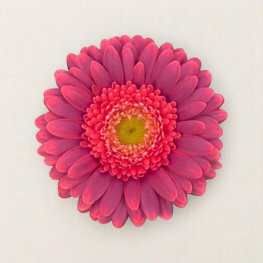 Gerbera Bizar – Per Stem