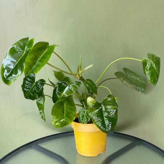 Филодендрон Бурле