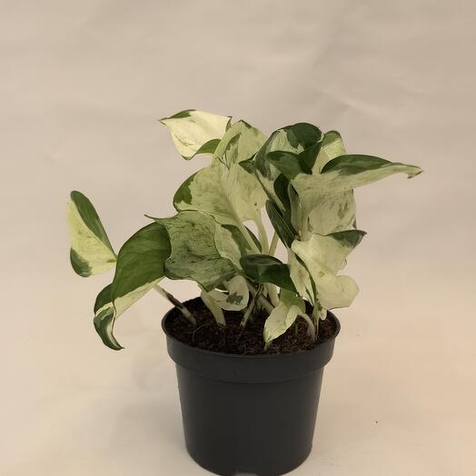 Эпипремнум Хэппи Лиф