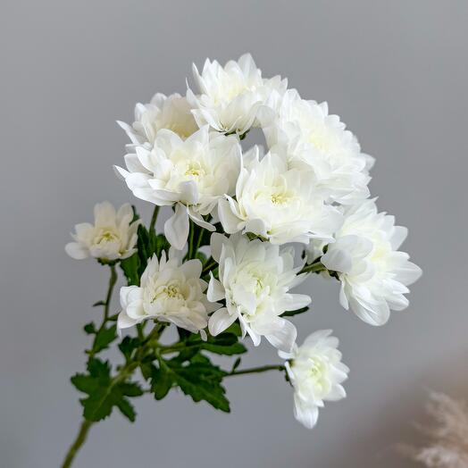 Хризантема кустовая Baltica White