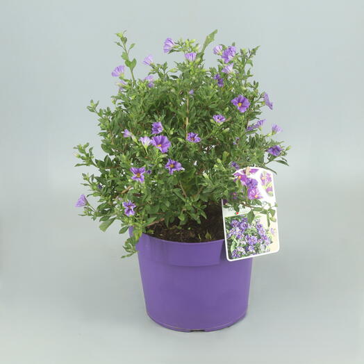 Solanum Rantonnetti Arbustivo