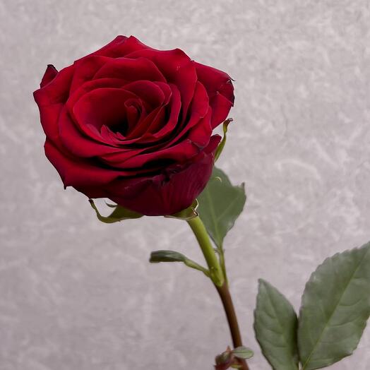 Rose Explorer 80 cm