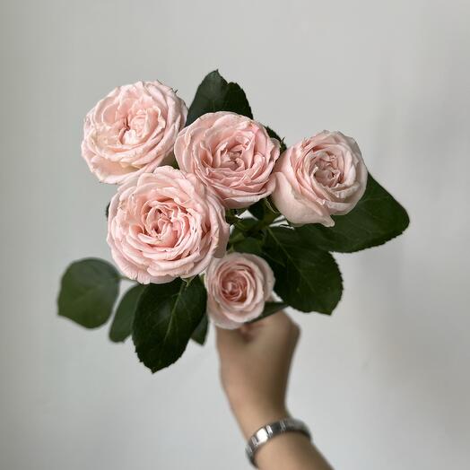 Кустовая Роза розовая🌸